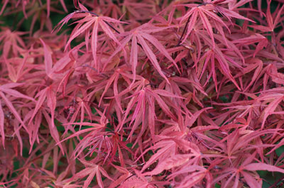 paysagiste toulouse Naturéa