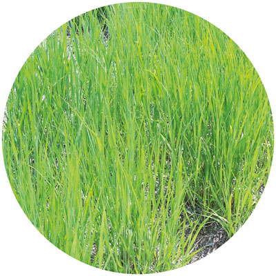 paysagiste toulouse naturéa