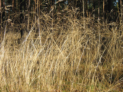 paysagiste toulouse naturéa