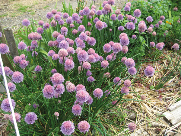 jardin bio tournefeuille