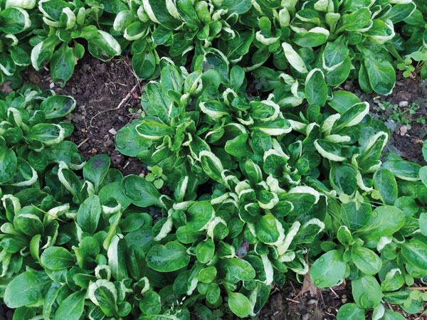 jardin bio tournefeuille