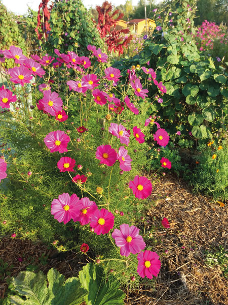 jardin bio tournefeuille