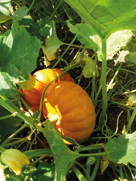jardin bio tournefeuille