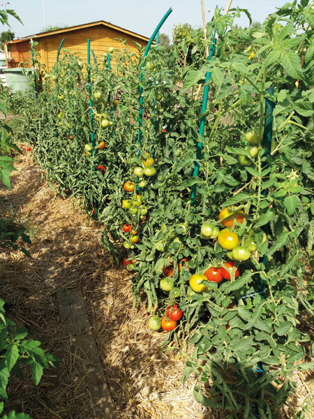 jardin bio tournefeuille