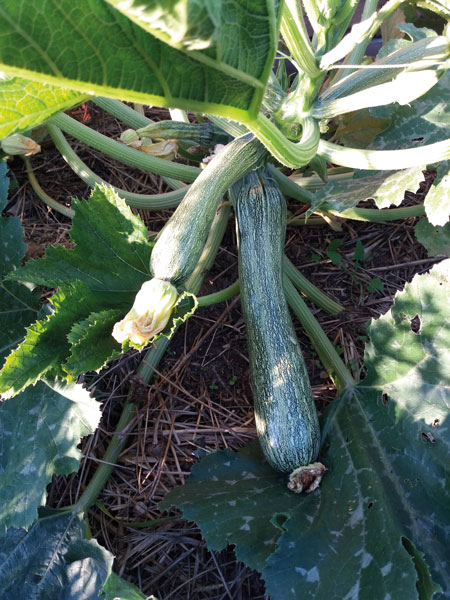 jardin bio tournefeuille
