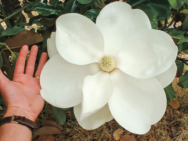 laure delevers jardins d'engandou, pépinière toulouse magnolia
