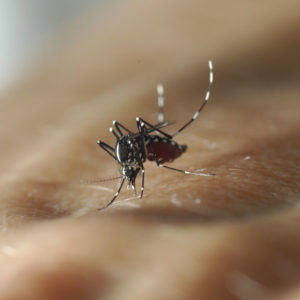 Moustique tigre : comment limiter l’invasion ?