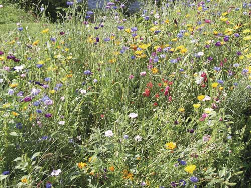 jardin toulouse caue31 maison paysagisme