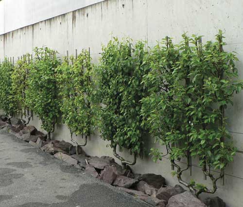 jardin toulouse caue31 maison paysagisme