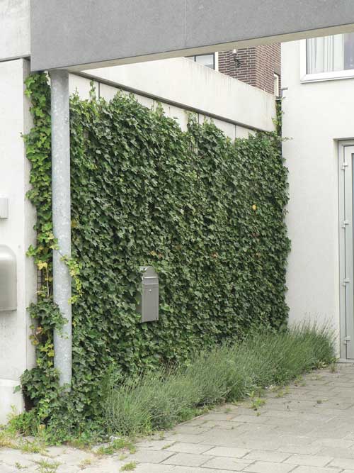 jardin toulouse caue31 maison paysagisme